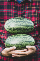 Watermelon fruit holding by farmer hand in summer season, Tropical fruit