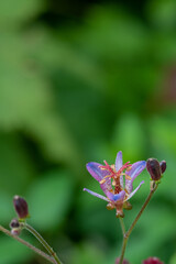 Fototapeta premium 秋の庭の満開のホトトギス 