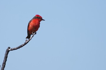Coryphospingus cucullatus Red Fire Brass perched on a dry branch,