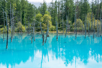 新緑の初夏の青い池　美瑛町
