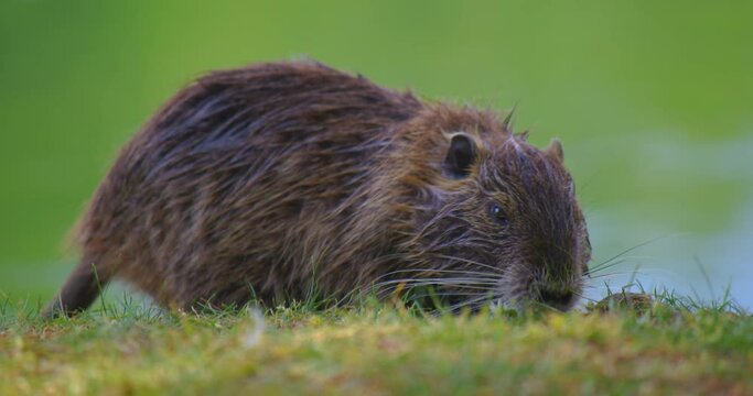 Wet water rat or muskrat crawls on land in search of food. Nutria family on the green grass. Waterfowl rodent coypu. Myocastor coypu eating food near pond. Wild animal in natural habitat