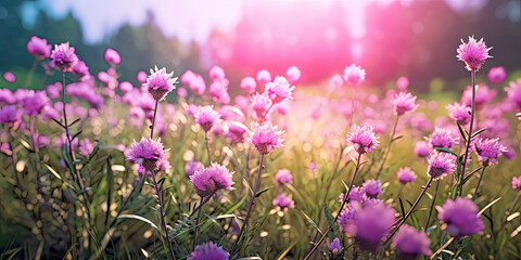 Fototapeta na wymiar Purple flowers in a field in the sunlight. Generative AI