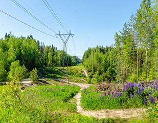 Electric grid going through Finnish forest in Finland. 
Natural summer landscape with a path, flowers and trees