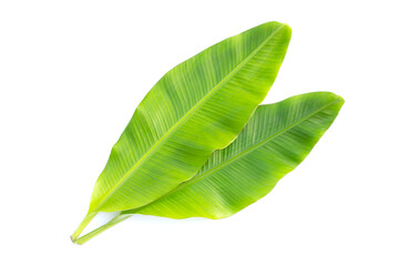 Obraz premium Fresh banana leaves on white background.