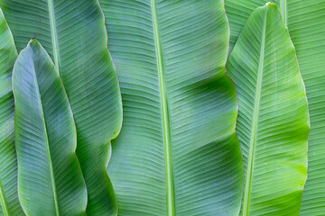 Fresh banana leaves for background.