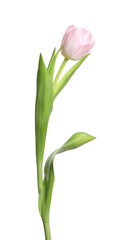 One beautiful delicate tulip isolated on white