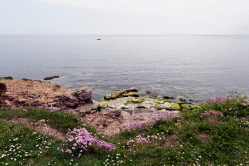 Fototapeta na wymiar Seascape with wild flowers in the foreground