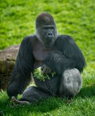 Gorilla Chow Down