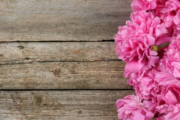 Beautiful pink peonies on wooden table, flat lay. Space for text