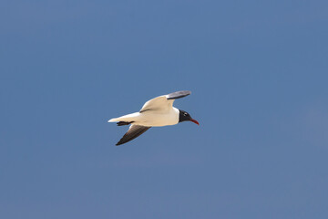 Fototapeta premium Sea Gull in flight