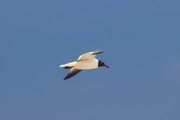 Sea Gull in flight
