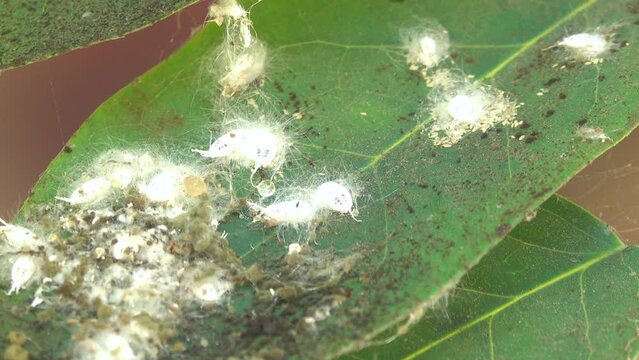 Close-up aphids growth on a leaf
