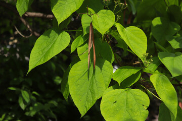 A group of leaves and seed pods from the Western Catalpa (Catalpa speciosa). 