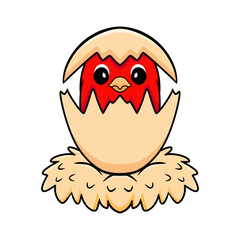 Cute red suffusion lovebird cartoon inside from egg