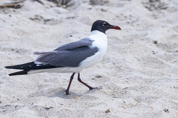 Sea Gull on the beach