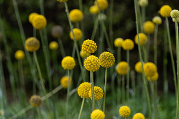 クラスペディア