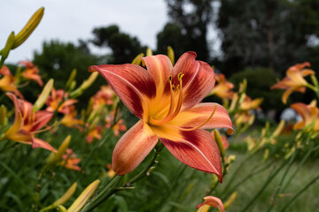 Obraz premium ワスレグサ