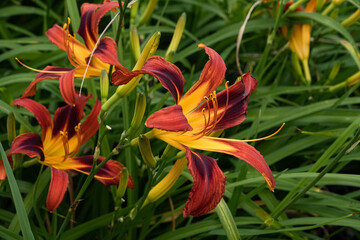 Obraz premium ワスレグサ