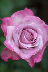 雨に濡れるピンクのバラの花