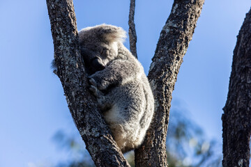 koala