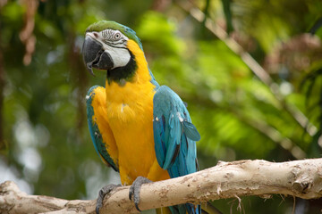 the Back and upper tail feathers of the blue and gold macaw are brilliant blue; the underside of the tail is olive yellow. Forehead feathers are green. Wing feathers are blue with green tips;