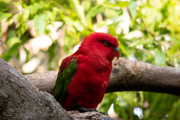 The chattering lory has a red body and a yellow patch on the mantle. The wings and thigh regions are green and the wing coverts are yellow. The tail is green with a blue tip.