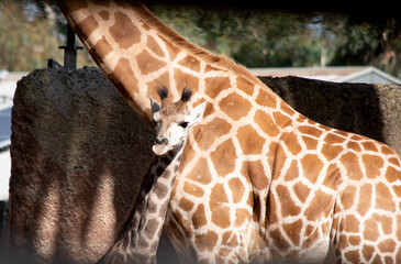 The giraffe is the tallest of all mammals. The legs and neck are extremely long. The giraffe has a...