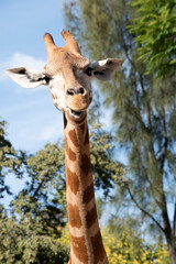 The giraffe is the tallest of all mammals. The legs and neck are extremely long. The giraffe has a...