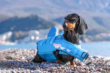 Dog in cartoon blue life jacket stands half-turned against backdrop of sea, mountains, proud...