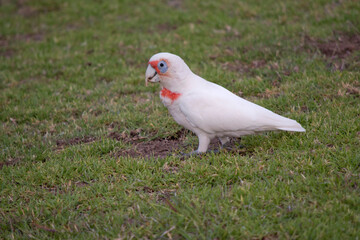 this is a side view of a long billed coella looking for food in the grass