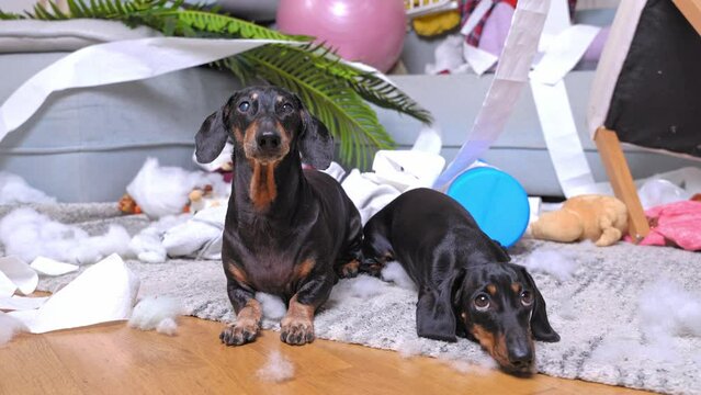 Two dogs on floor with garbage, torn toys look with an innocent touching look, make the command to lie down, repent, admit guilt for the prank, leave. Pets gnawed things, destroyed the house, remorse