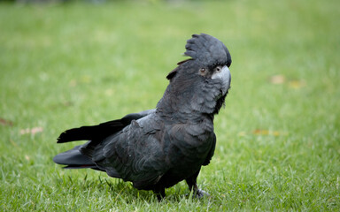 the red tailed black cockatoo is all black with a red tail