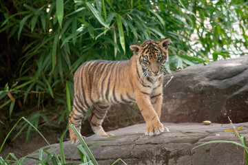 Tiger cubs are born small, blind, and weak. They're born with all their stripes and drink their mother's milk until they are six months old and then only eat meat.
