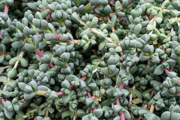 Although the green-leaved plant is known as “Ice Plant,” it is not cold hardy. It does well...