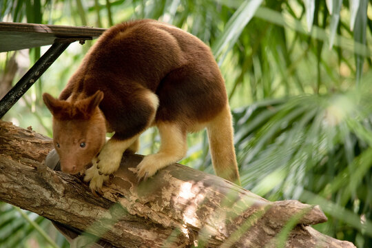 the tree kangaroo is the only kangaroo that can climb trees. It looks similar to a small bear