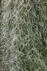 Tillandsia usneoides, also known as Spanish moss is an epiphytic flowering plant that often grows upon large trees in tropical and subtropical climates. Grandpas beard