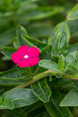 Catharanthus roseus, commonly known as bright eyes. Cape periwinkle, graveyard plant, Madagascar...