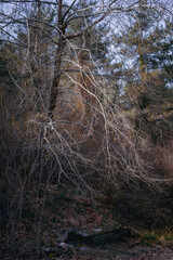 Defoliated trees in spring on a path in the forest.