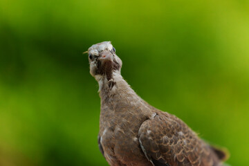 baby dove on green nature background