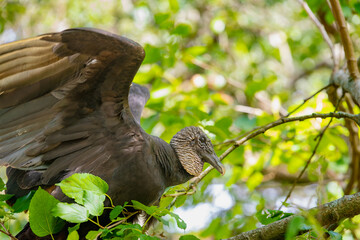 American black vulture taking flight from tree