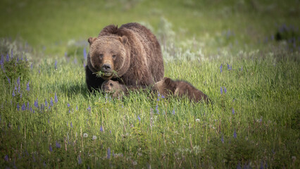 Grizzly Bear 399 with Cubs © Tony Scott