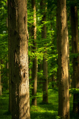 green forest in the morning