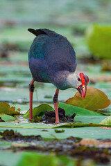 bird on the water