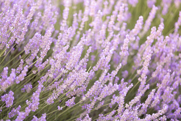 Fototapeta premium Lavender bushes closeup on sunset. Sunset gleam over purple flowers of lavender. Provence region of France.