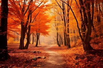 Forest beauty in the golden autumn