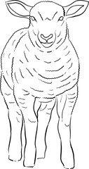 Minimal line art of sheep