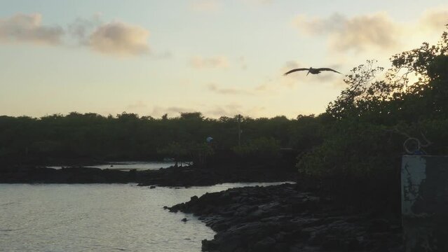 pelican silhouette flap wings and soars over tropical coastline backlight, dusk