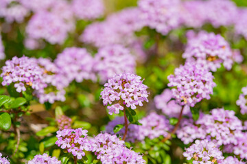 静岡県浜松市の春の花　ガーデン