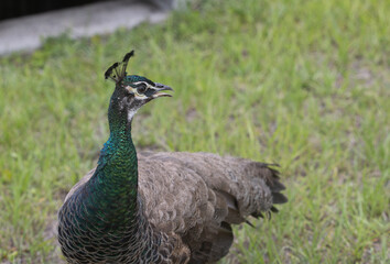 peacock in the grass