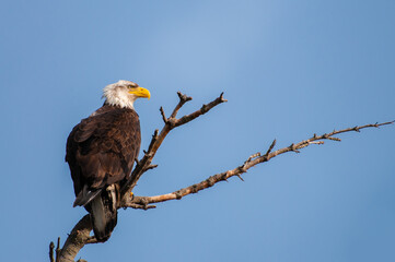 Bald Eagle Perched on Tree Branch